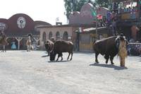 Pullman City - Harz